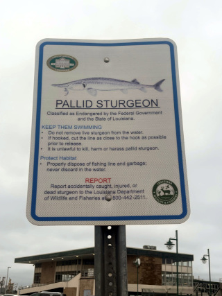 sign showing information about the pallid sturgeon endangered species